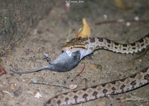 Brown spotted pitviper, 臺北市, photo 7 of 10