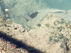 Sarotherodon melanotheron