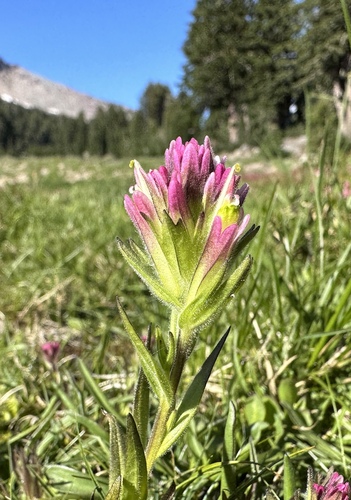 Image of Castilleja lassenensis by (c) Matt Berger, some rights reserved (CC BY)
