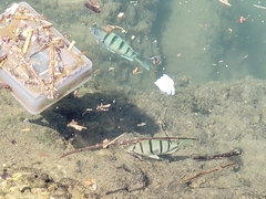 Abudefduf abdominalis