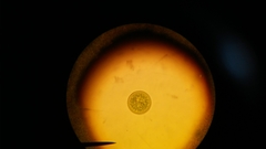 Actinoptychus senarius