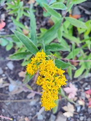Solidago velutina