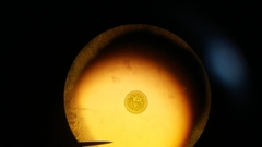 Actinoptychus senarius