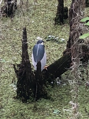 Nycticorax nycticorax image