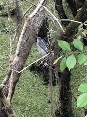 Nycticorax nycticorax image