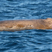 Baird's Beaked Whale - Photo (c) markc666, some rights reserved (CC BY-NC)