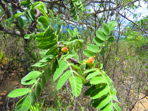 Bursera submoniliformis Engl. 2