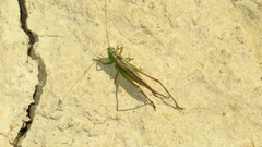 Conocephalus bilineatus
