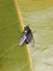 Eudasyphora