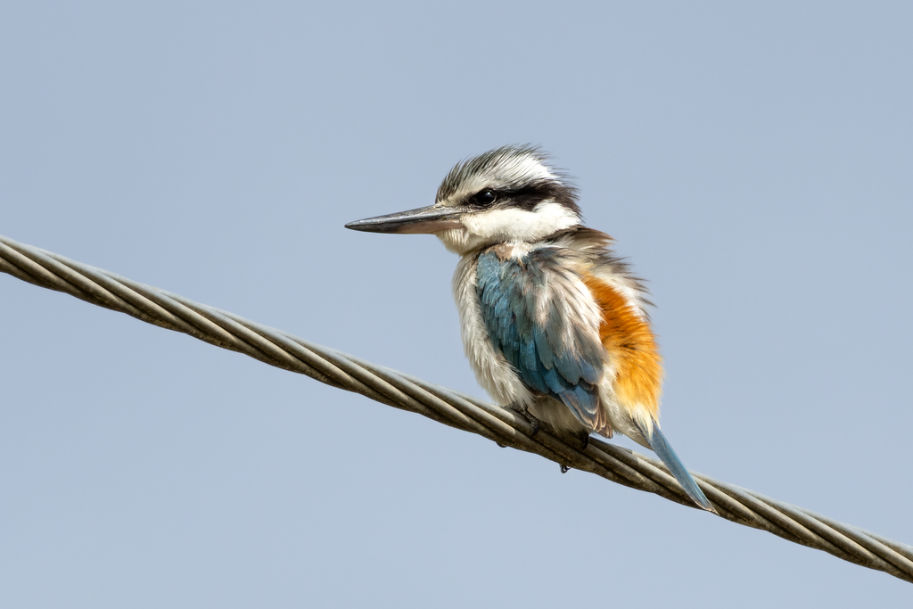 Red-backed Kingfisher photo