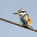 Red-backed Kingfisher - Photo (c) Joel Poyitt, some rights reserved (CC BY-NC), uploaded by Joel Poyitt