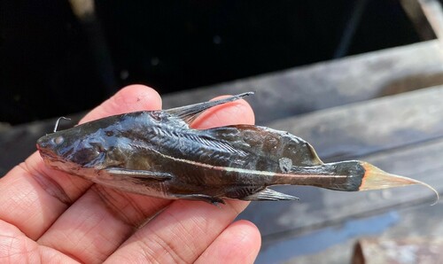 Black lancer catfish (Bagrichthys macracanthus) — Bagridae — 4