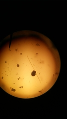 Pseudo-nitzschia seriata