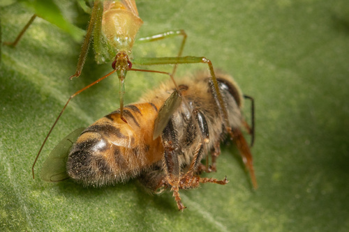 Leafhopper Assassin Bug photo 6