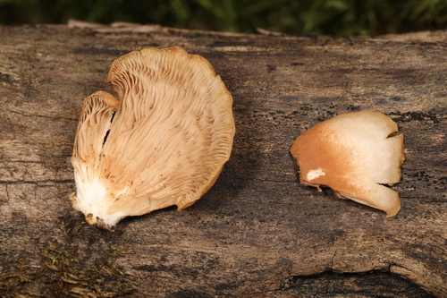 Crepidotus