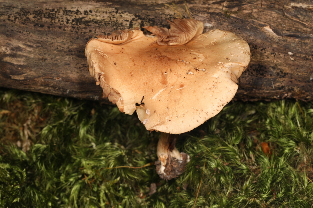 Hebeloma sp. 'IN12'