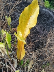 Giant Anthurium (Anthurium jenmanii)