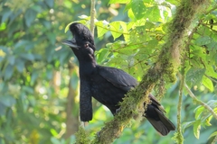 Cephalopterus penduliger