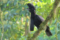 Cephalopterus penduliger