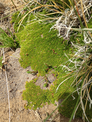 Azorella