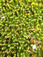 Azorella