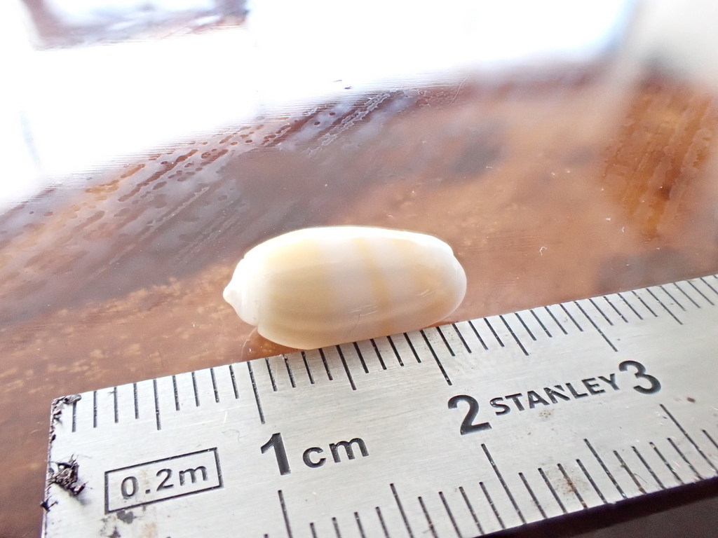 carnelian olive