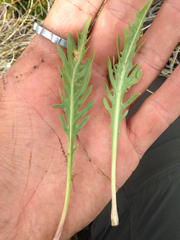 Hypochaeris tenuifolia