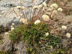 Hypochaeris tenuifolia
