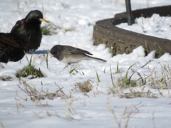 Junco hyemalis cismontanus