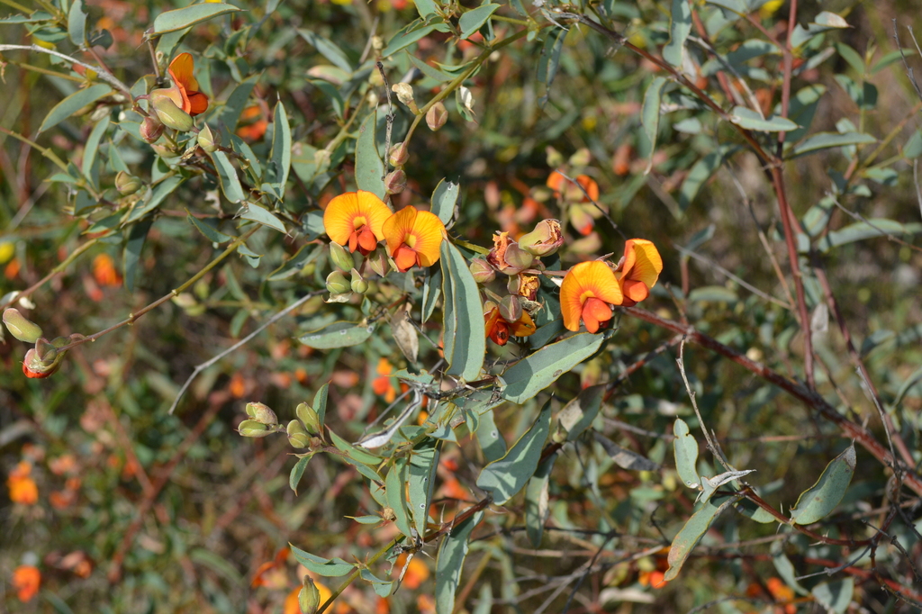 York Road Poison