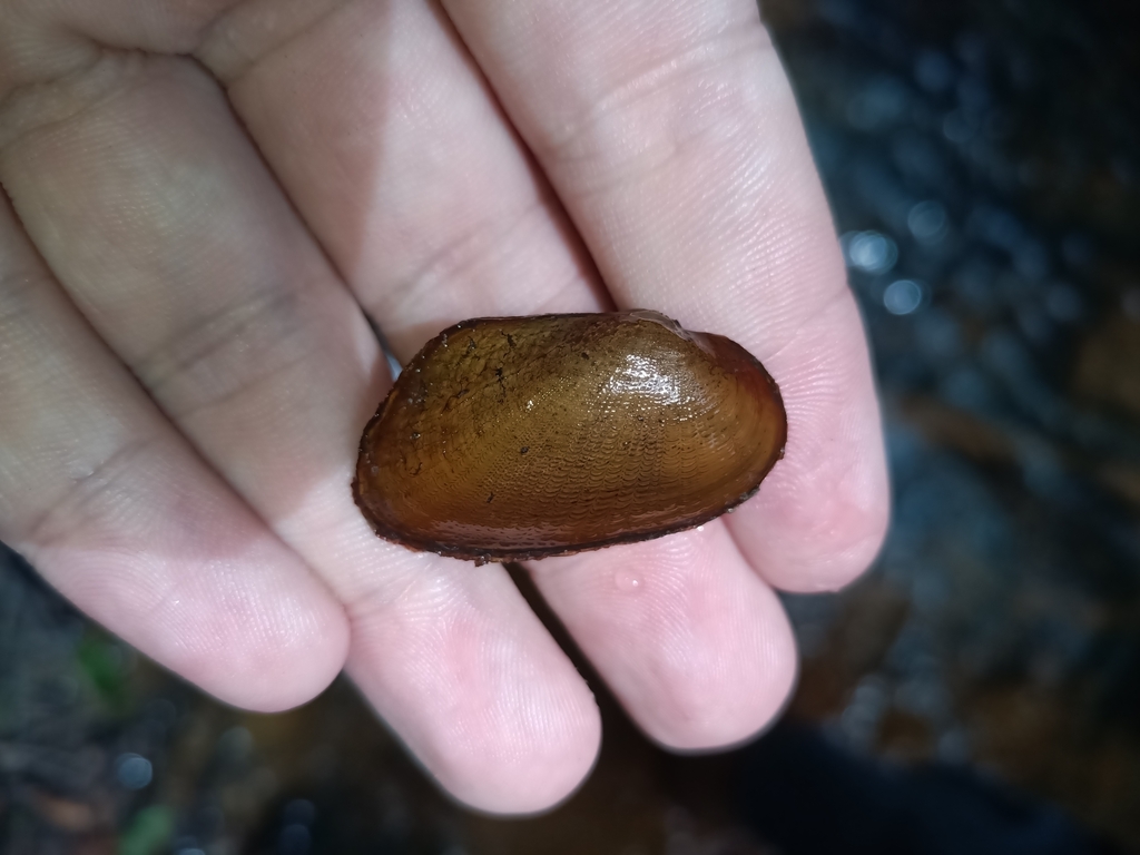 Anodontites crispata