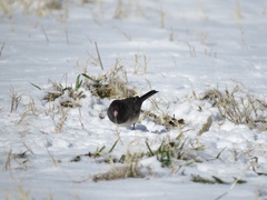 Junco hyemalis cismontanus
