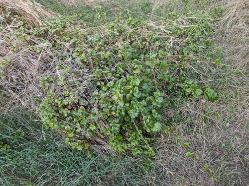 Ribes viburnifolium