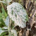 Verbena Powdery Mildew - Photo (c) Senna Bryce Robeson, some rights reserved (CC BY-NC), uploaded by Senna Bryce Robeson