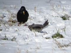 Junco hyemalis cismontanus