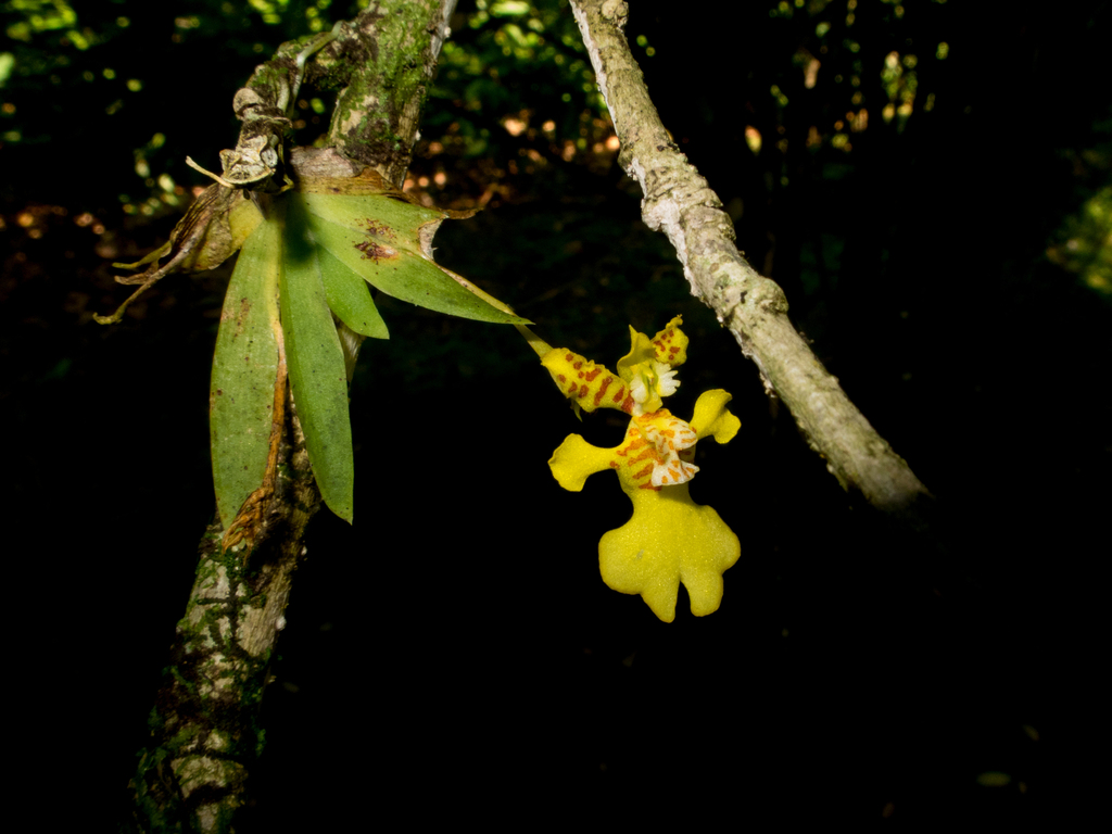 Erycina pusilla