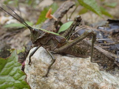 Aeolacris octomaculata