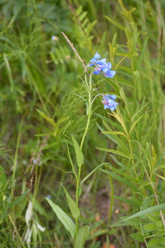 Daurian lungwort (Mertensia davurica)