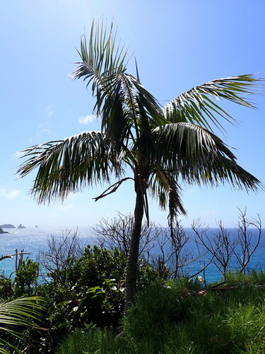 Howea forsteriana