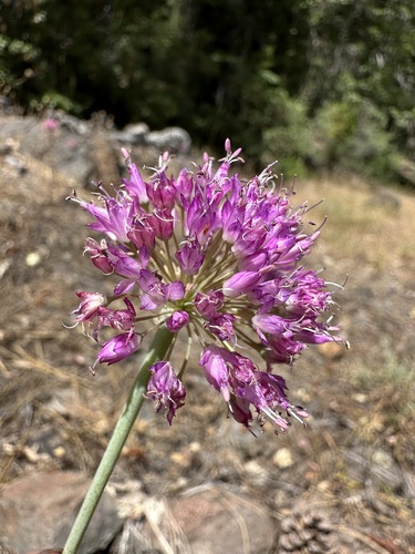 Image of Allium sanbornii by (c) Matt Berger, some rights reserved (CC BY)