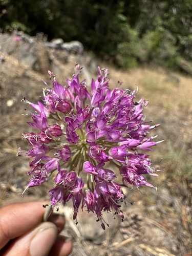 Image of Allium sanbornii by (c) Matt Berger, some rights reserved (CC BY)