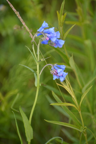 Image of Mertensia davurica by (c) Ochirnima Nimaev, some rights reserved (CC BY)
