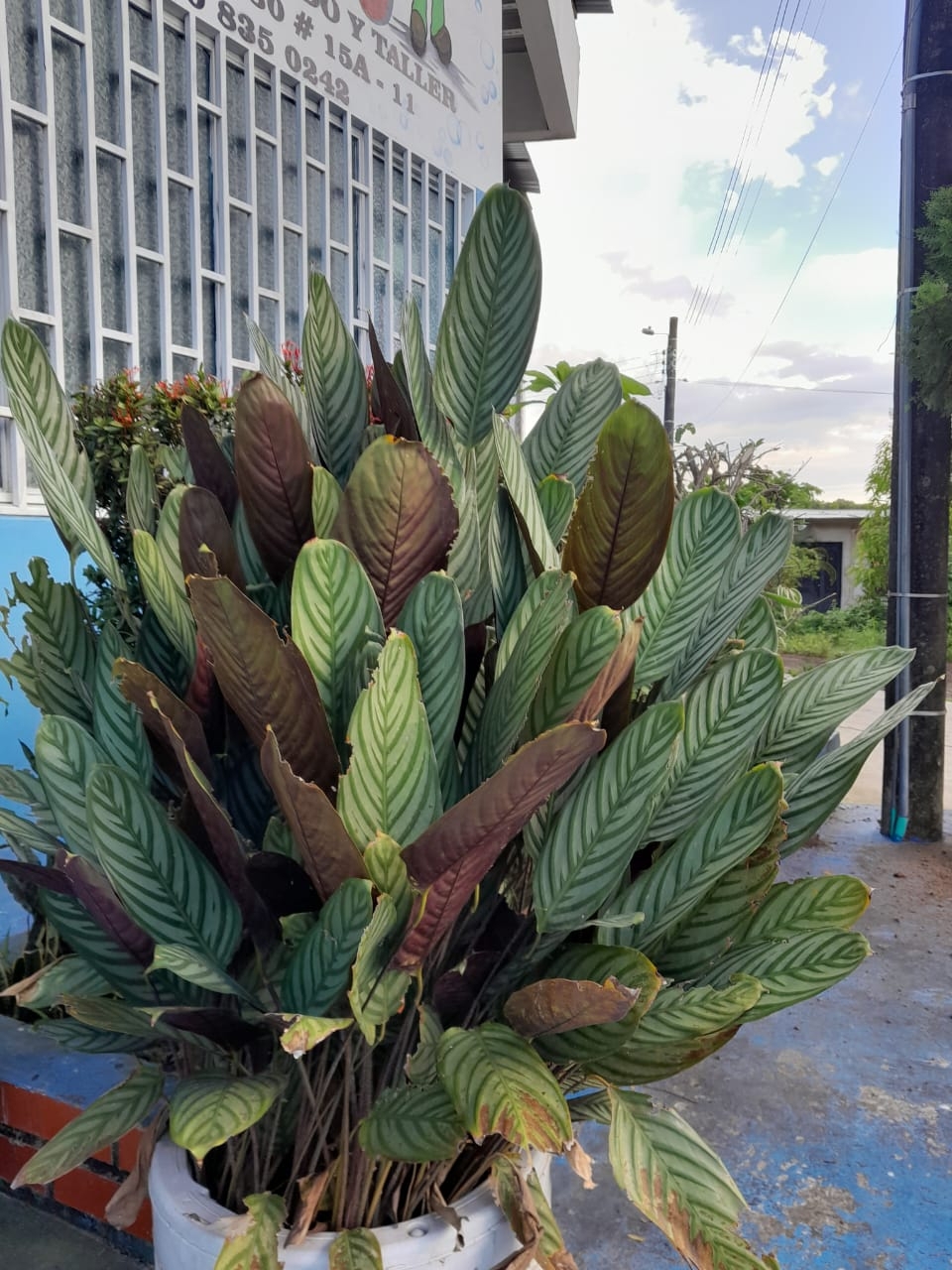 Imagem de Maranta