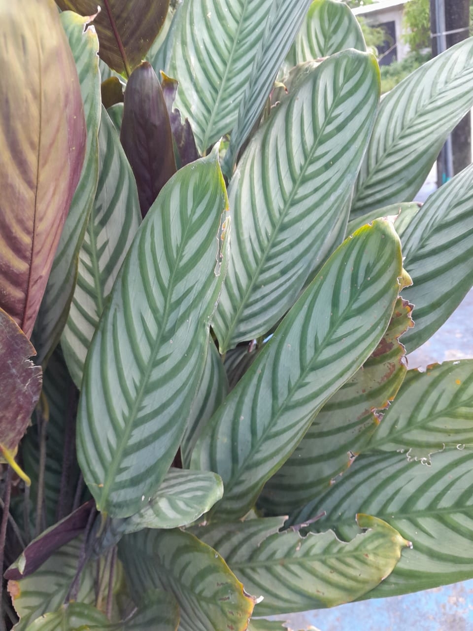 Imagem de Maranta
