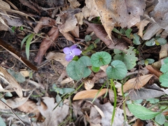 Viola villosa