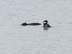 Lophodytes cucullatus