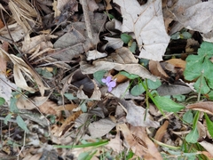 Viola villosa