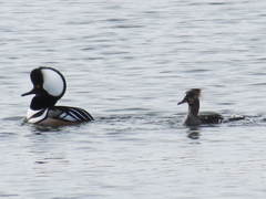 Lophodytes cucullatus