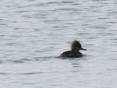 Lophodytes cucullatus