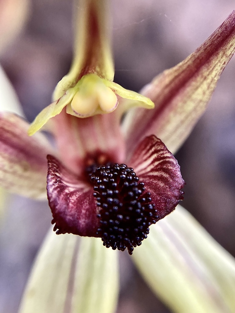 Caladenia macrostylis
